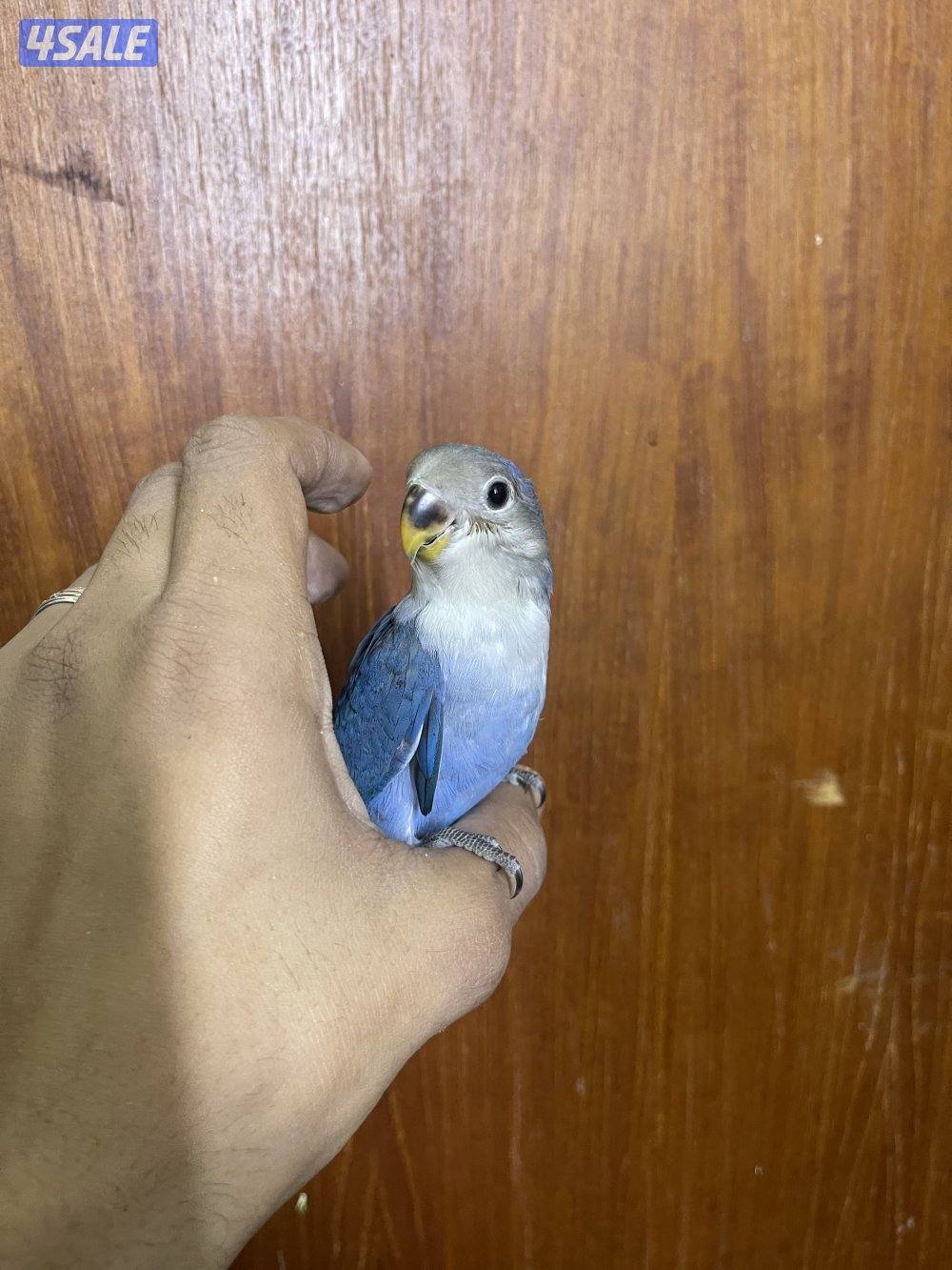 فرصة مميزة 3 فروخ روز أليفين وليس هدد ألوان نادرة وجاهزين للتربية2