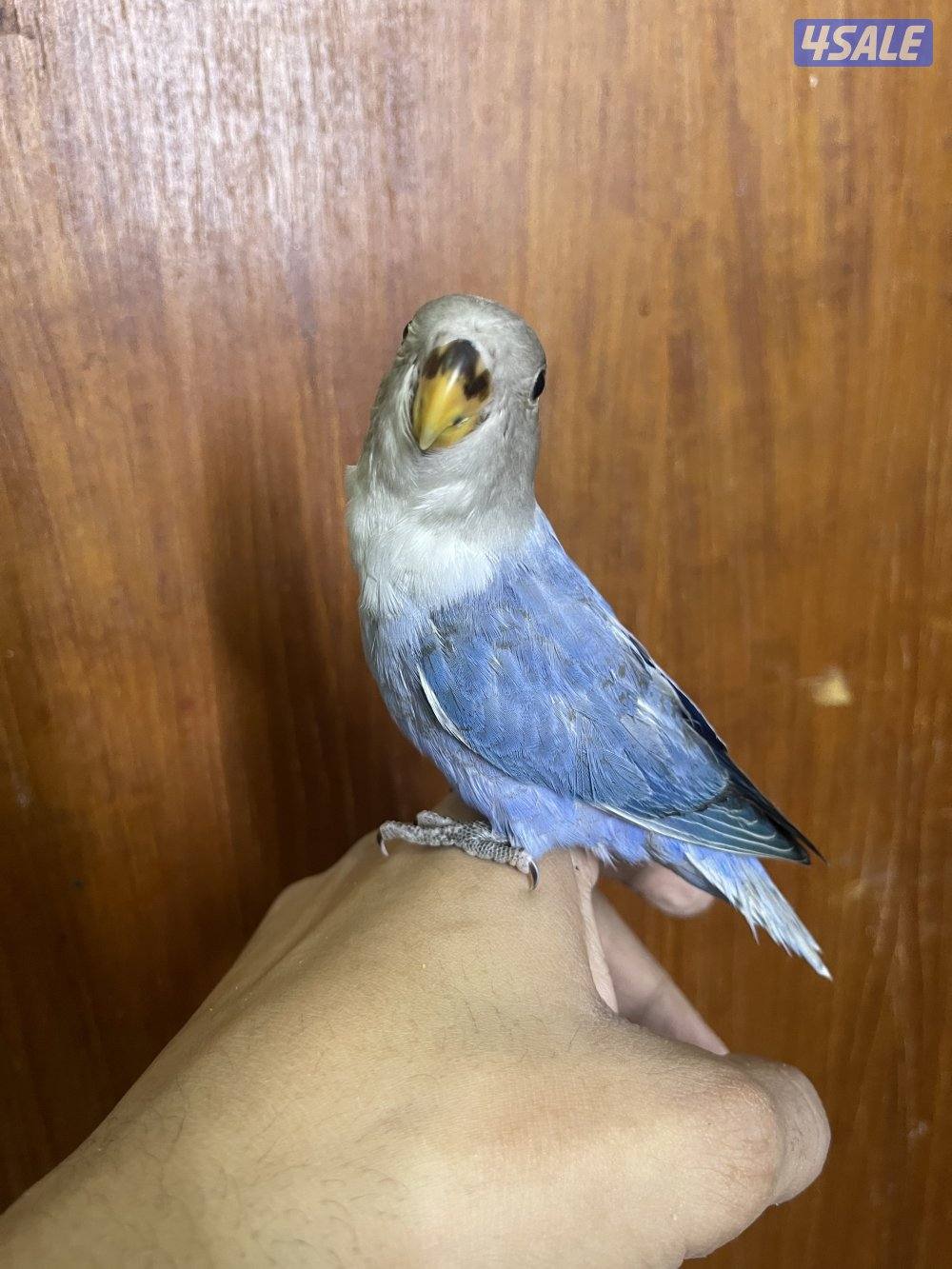 فرصة مميزة 3 فروخ روز أليفين وليس هدد ألوان نادرة وجاهزين للتربية3