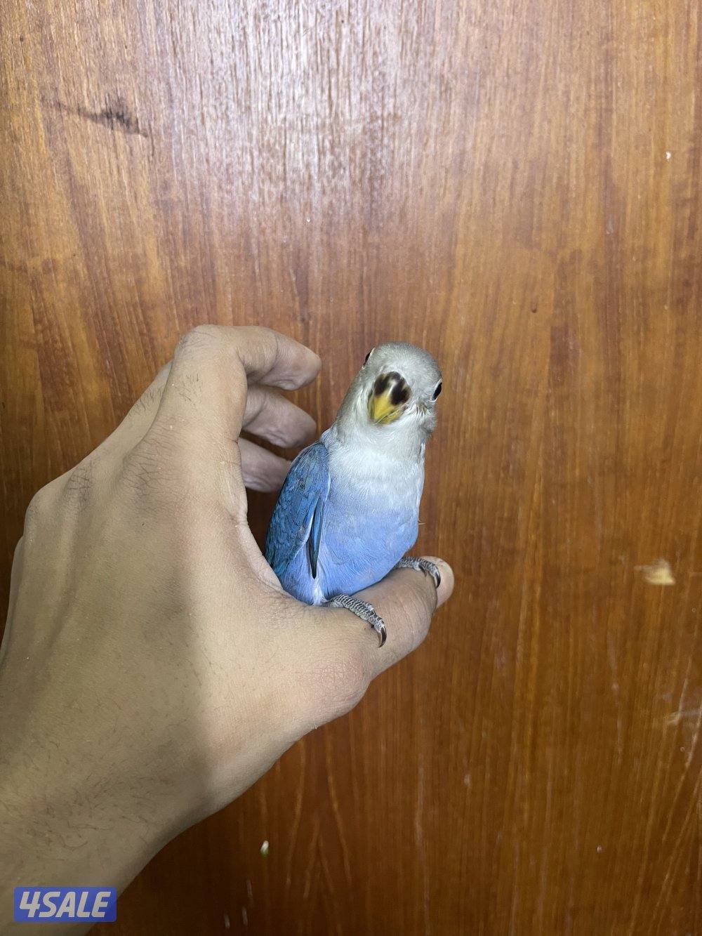 فرصة مميزة 3 فروخ روز أليفين وليس هدد ألوان نادرة وجاهزين للتربية4