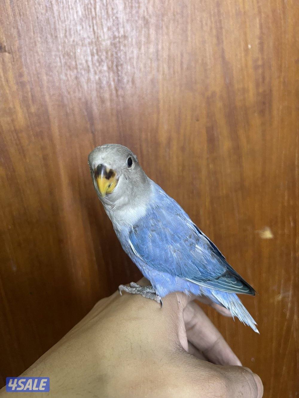 فرصة مميزة 3 فروخ روز أليفين وليس هدد ألوان نادرة وجاهزين للتربية5