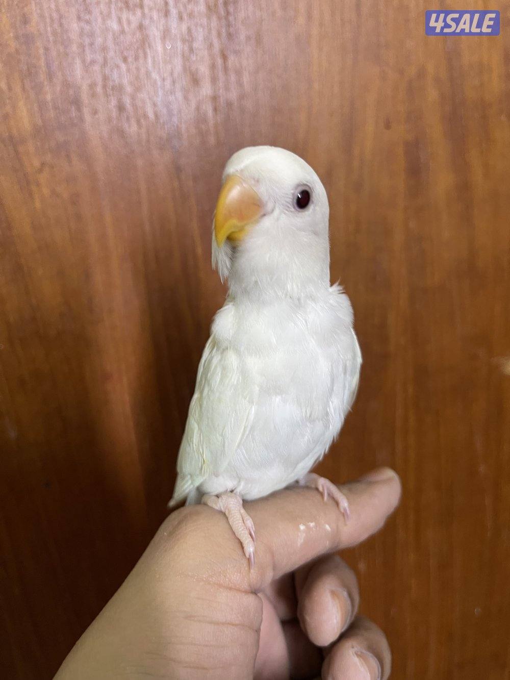 فرصة مميزة 3 فروخ روز أليفين وليس هدد ألوان نادرة وجاهزين للتربية6