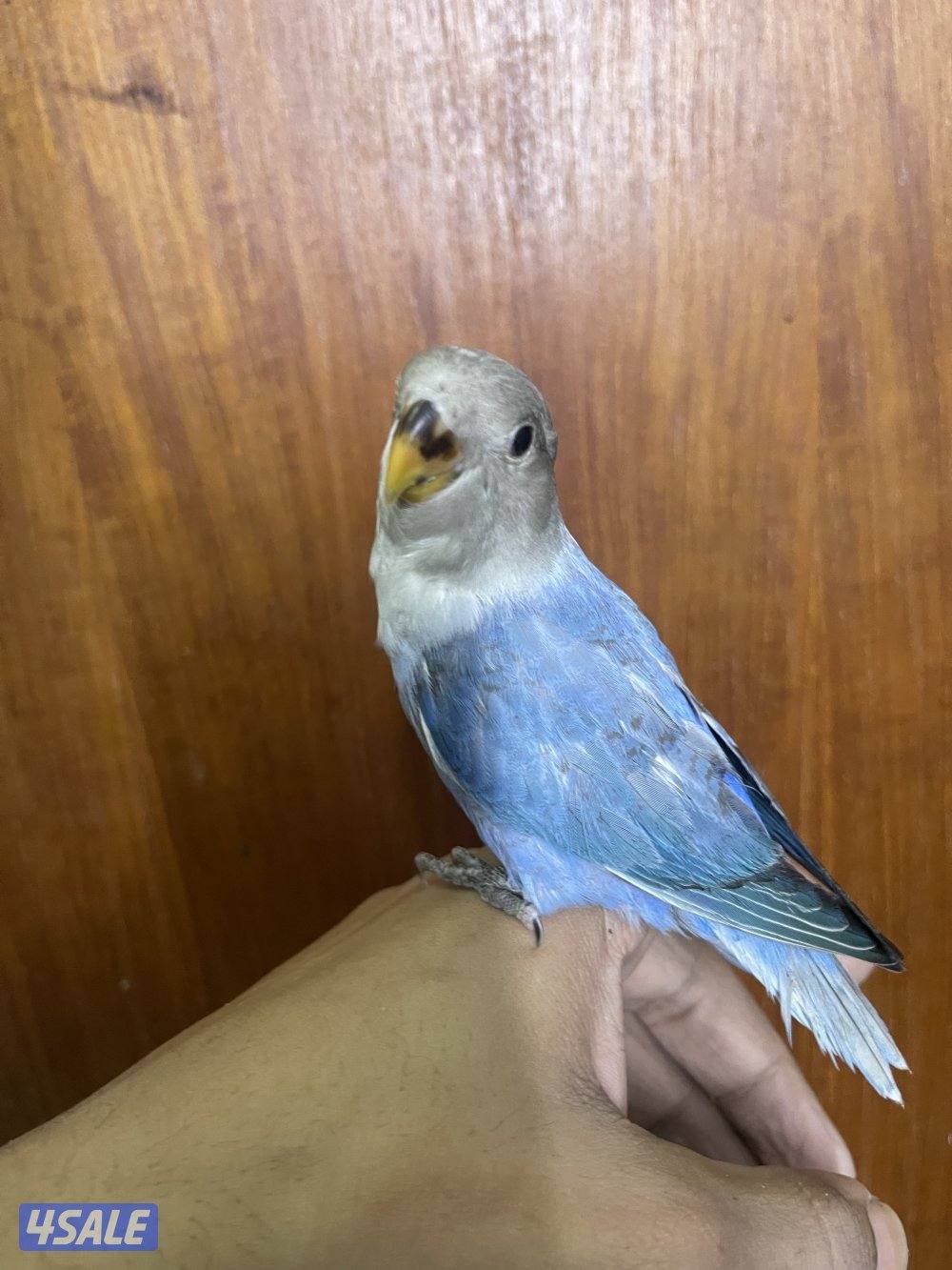 فرصة مميزة 3 فروخ روز أليفين وليس هدد ألوان نادرة وجاهزين للتربية8