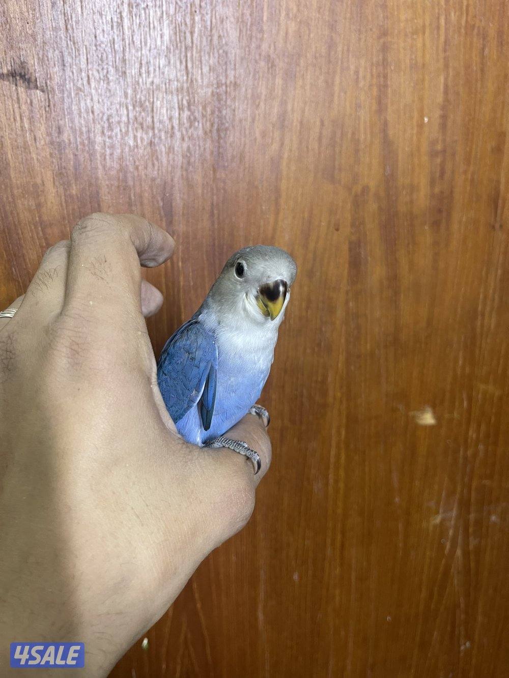 فرصة مميزة 3 فروخ روز أليفين وليس هدد ألوان نادرة وجاهزين للتربية9