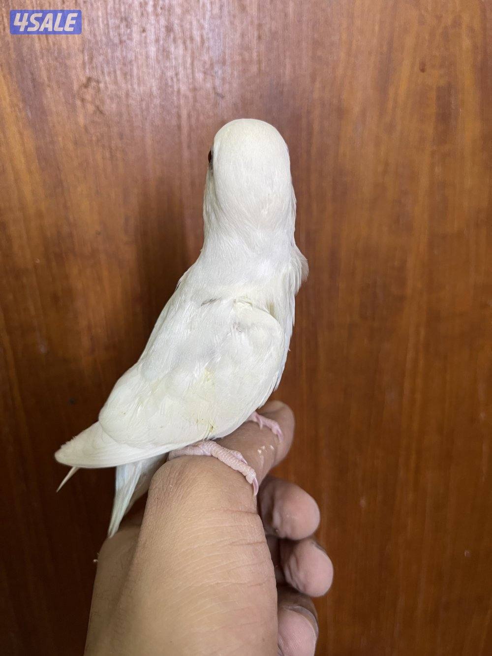 فرصة مميزة 3 فروخ روز أليفين وليس هدد ألوان نادرة وجاهزين للتربية10