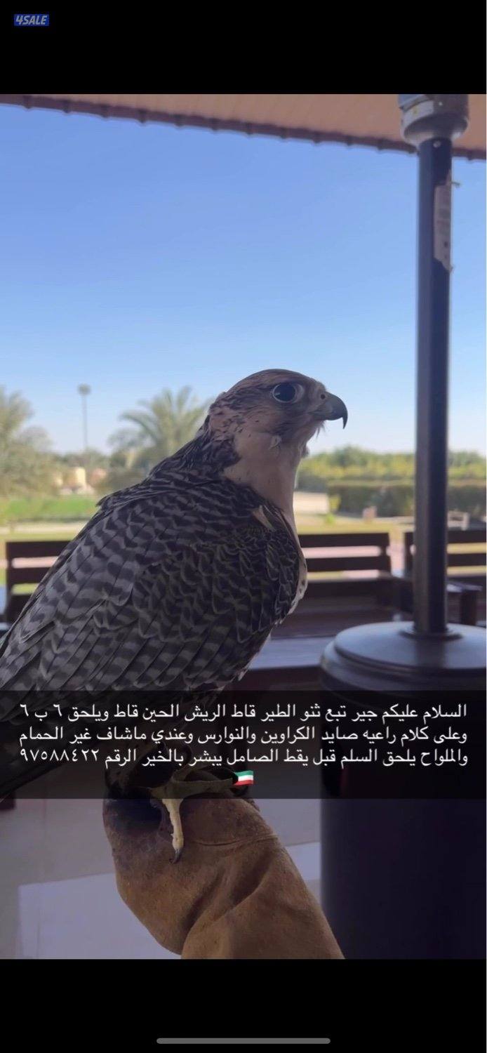 محافضة الاحمدي0