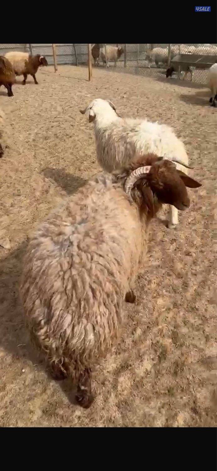 للبيع ذبايح نعيم1