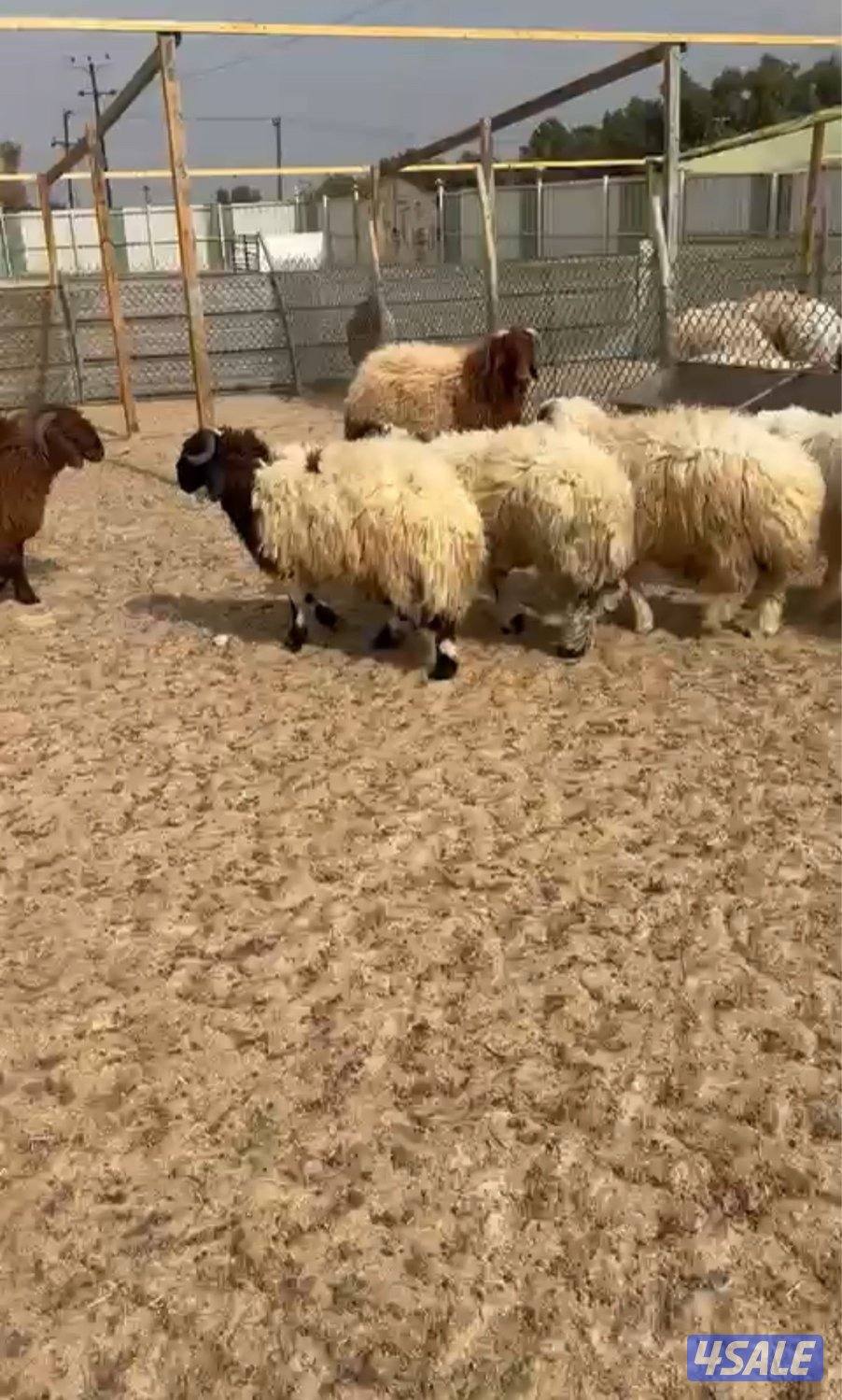 للبيع ذبايح نعيم0