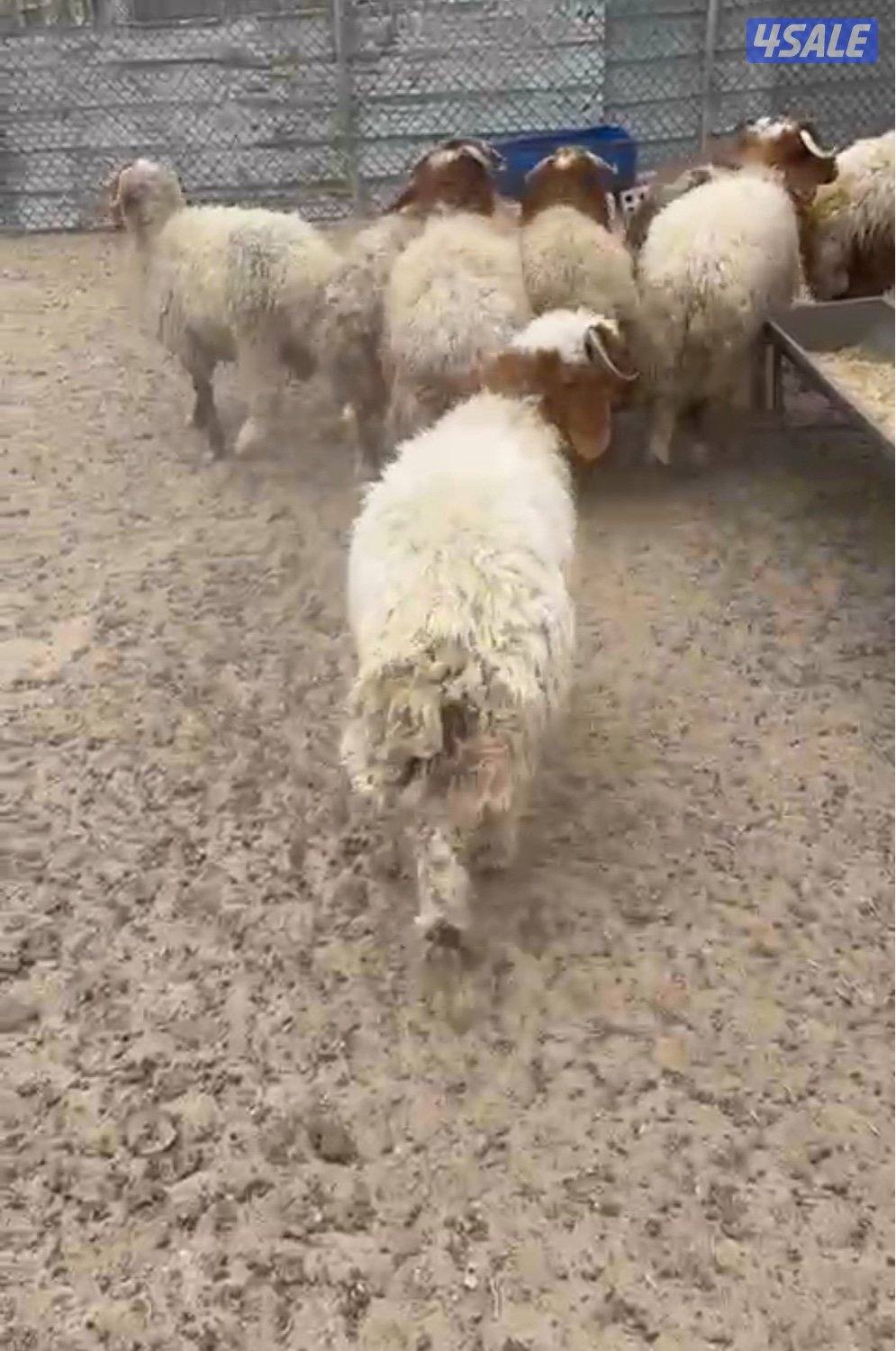 للبيع ذبايح نعيم2