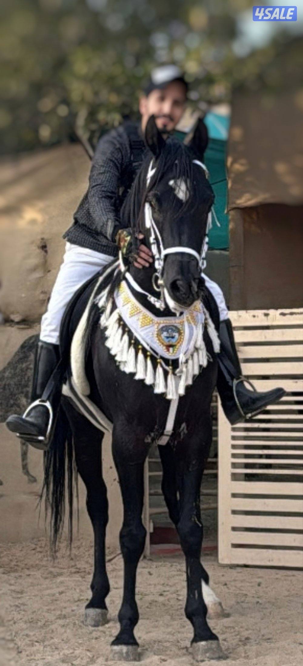 حصان مصري بيور مواليد 2021 اللون ادهم0