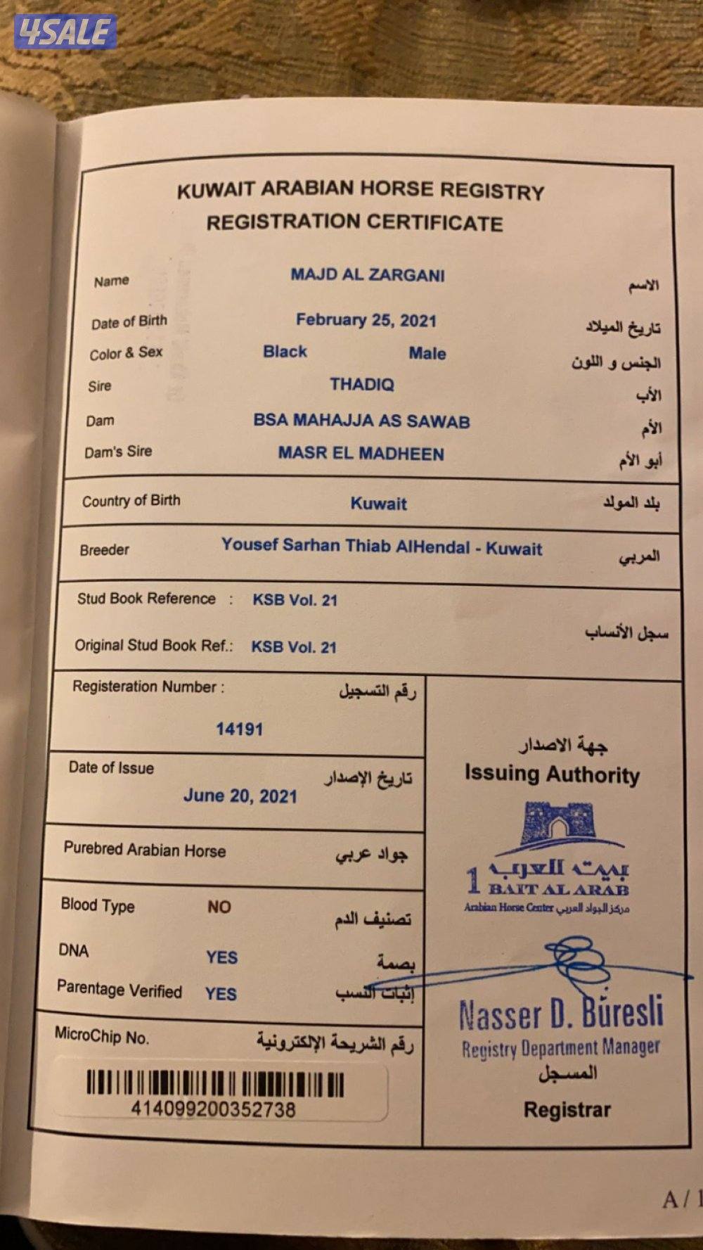 حصان مصري بيور مواليد 2021 اللون ادهم1