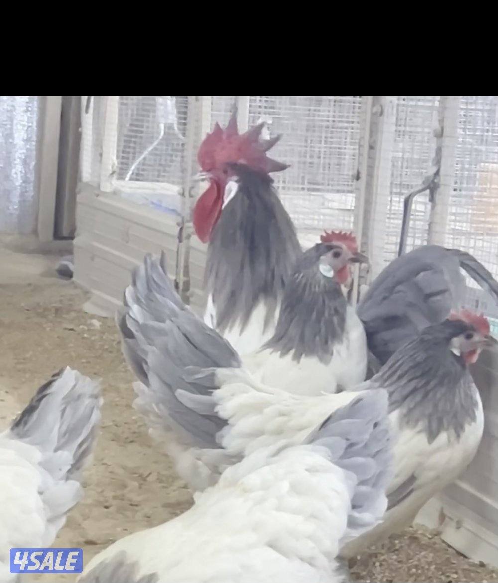 نوادر🐥فروخ لاكن بلو0