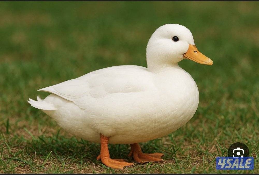 مطلوب البط القزم call duck0