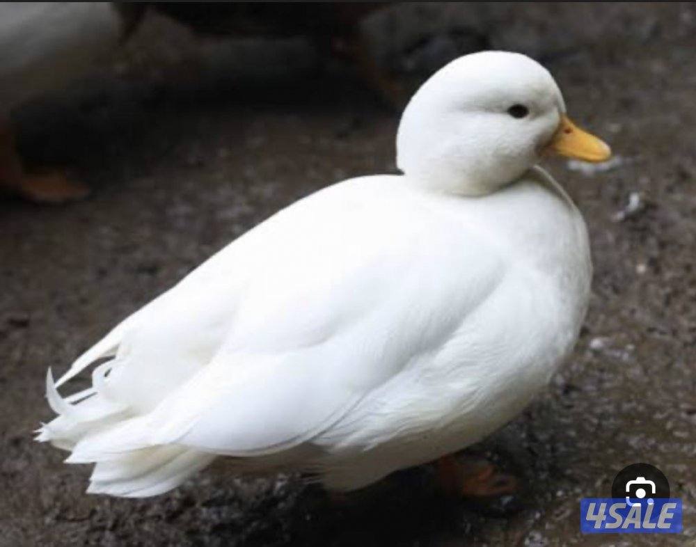 مطلوب البط القزم call duck2