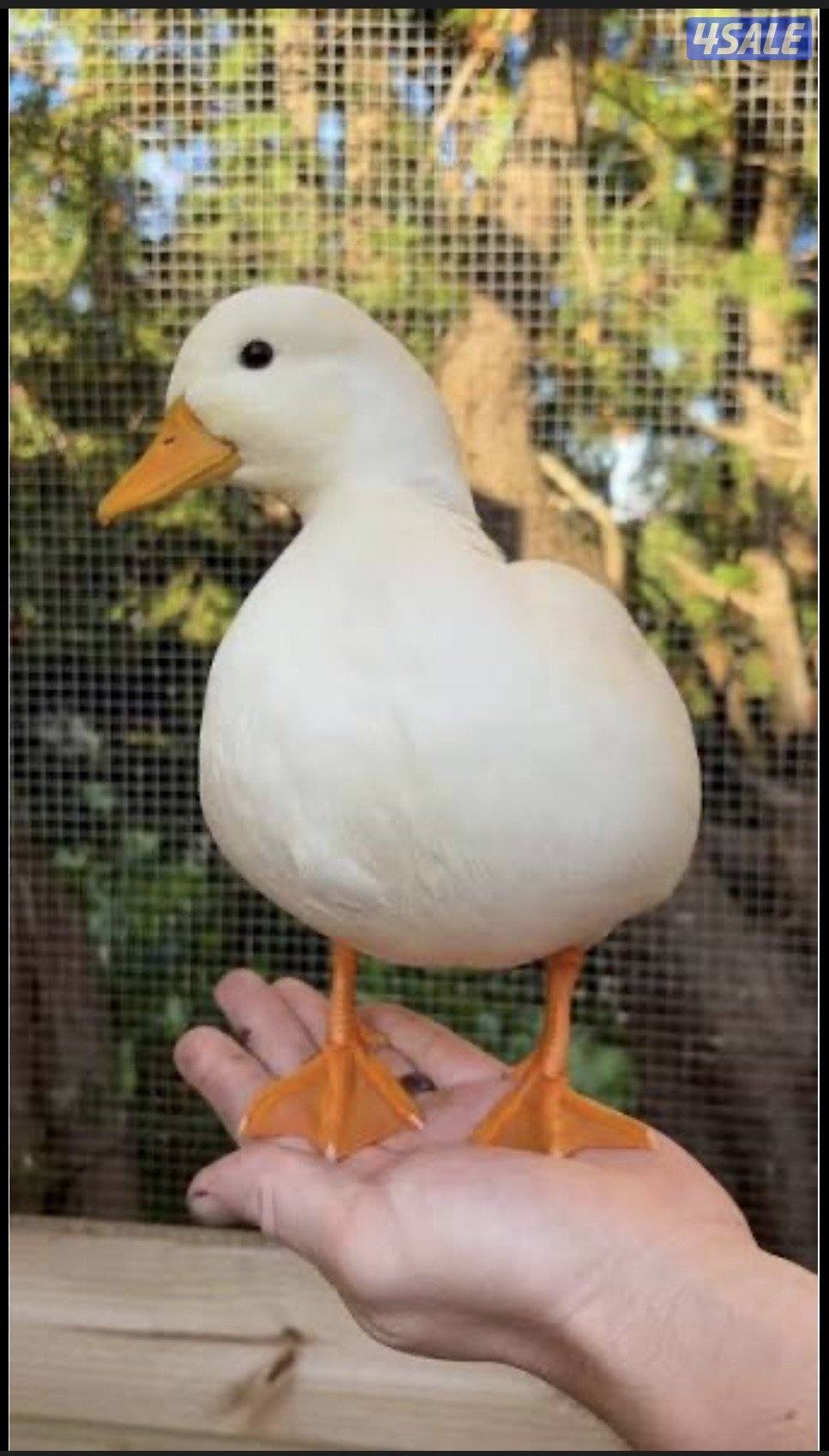 مطلوب البط القزم call duck1
