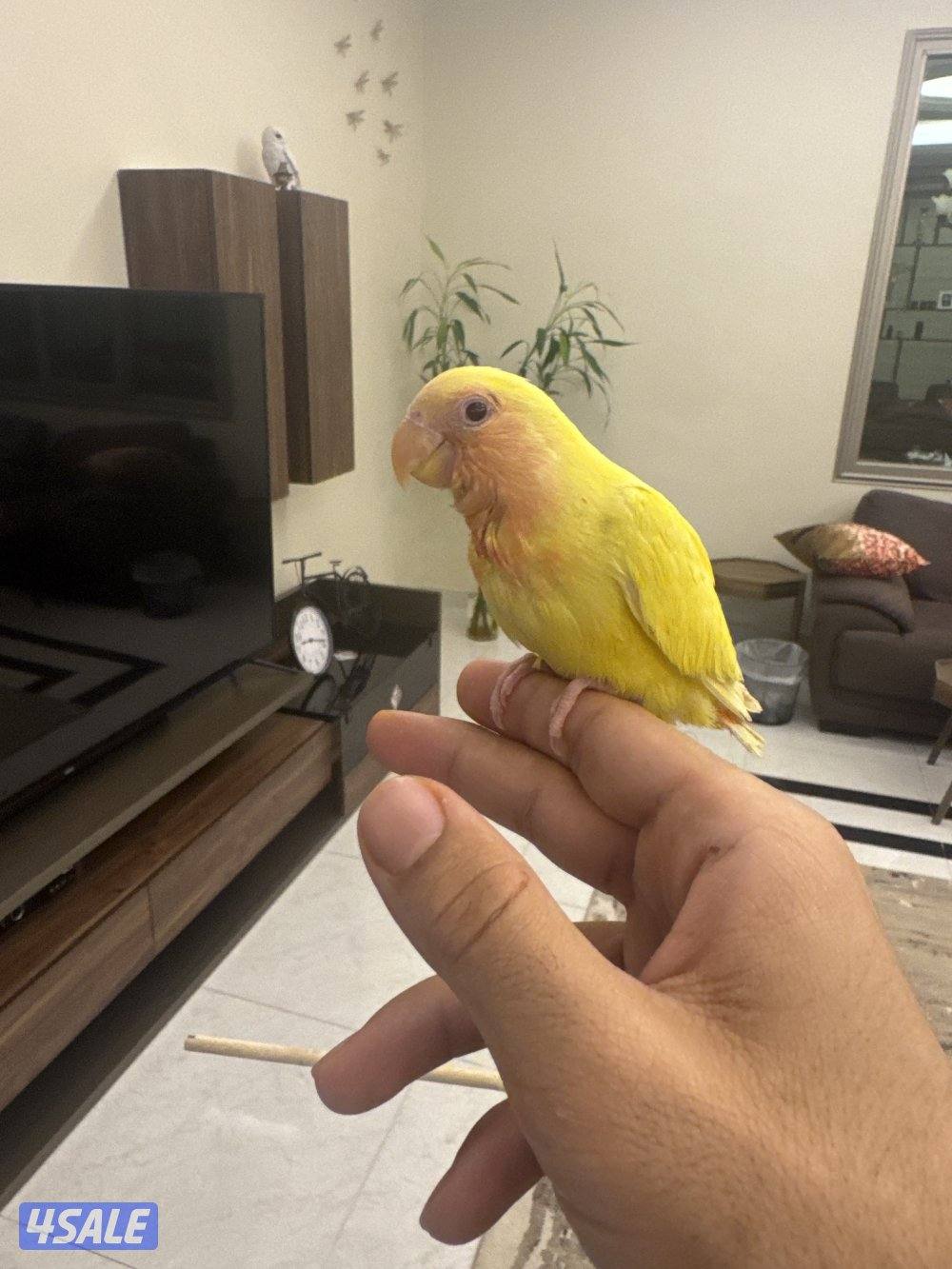 لوفبيرد ربووه0