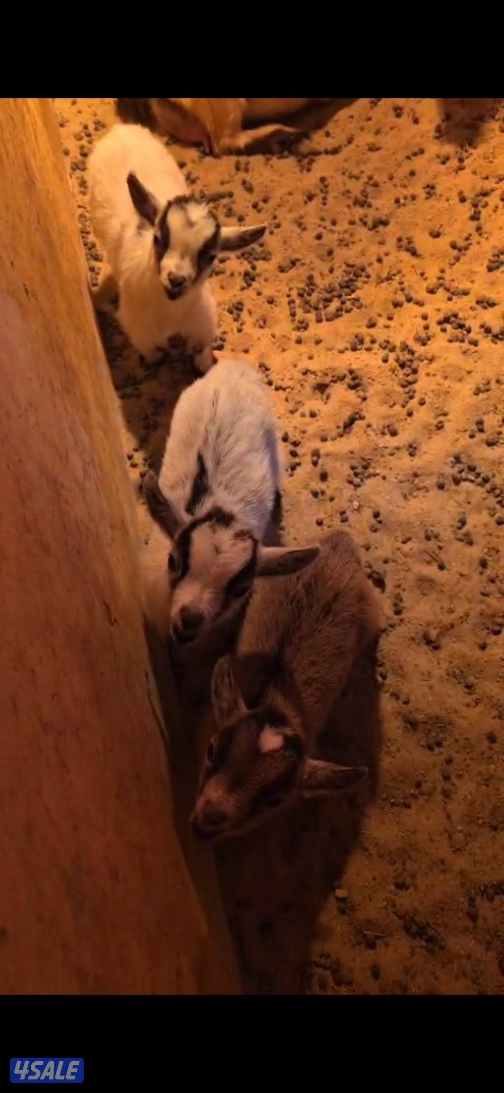 توصيل مجانا تيس ماعز قزم0