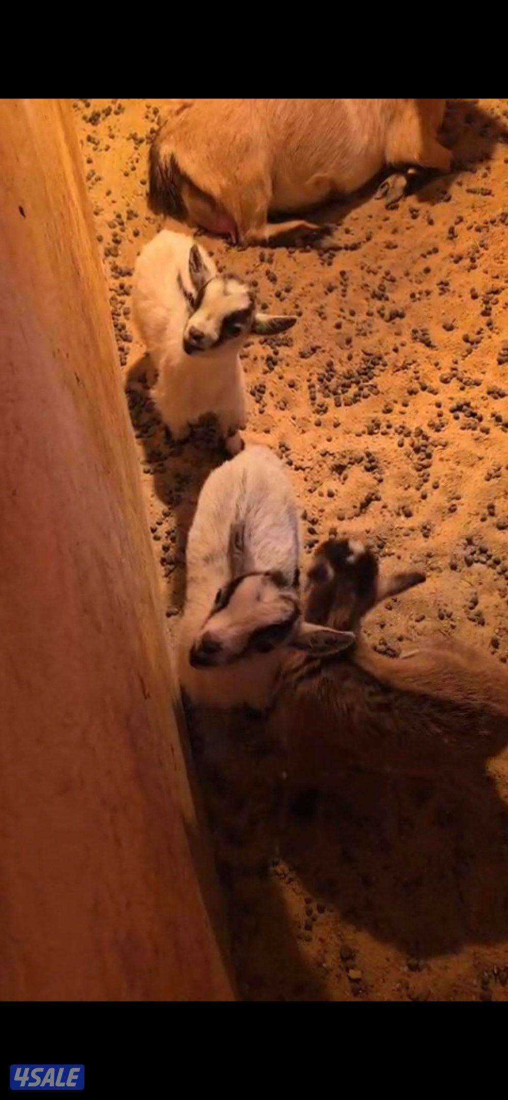 توصيل مجانا تيس ماعز قزم1