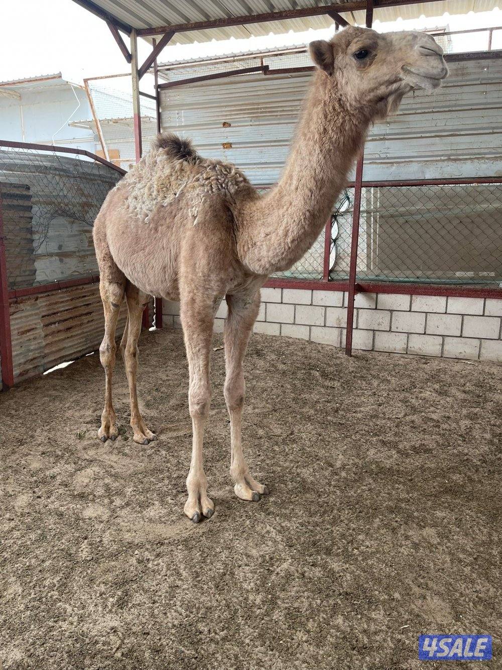 للبيع قعود 8 شهور غير قابل للتفاوض0