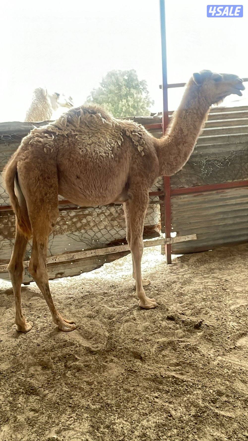 للبيع قعود 8 شهور غير قابل للتفاوض2