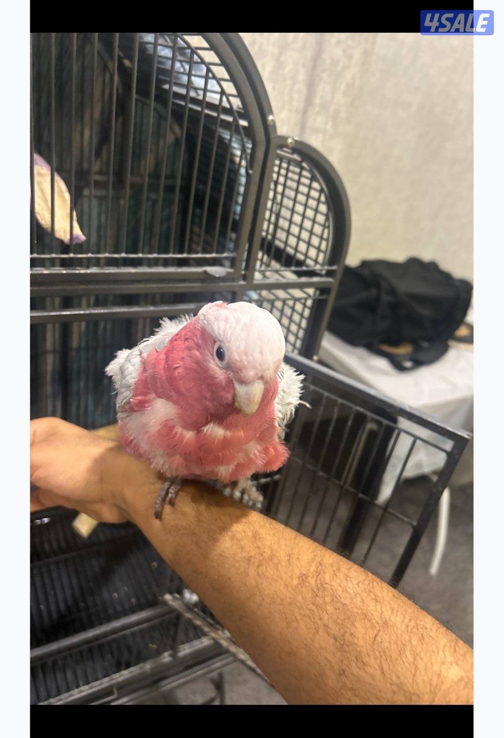 قالا كوكاتو0