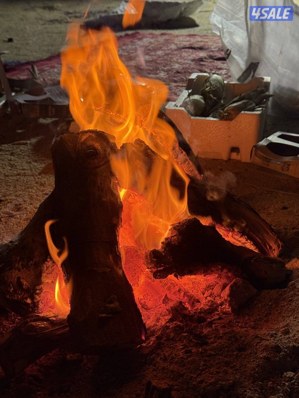 متوفر لدينا كميات محدوده من حطب الزيتون الجبلي درجه أولى ممتاز0