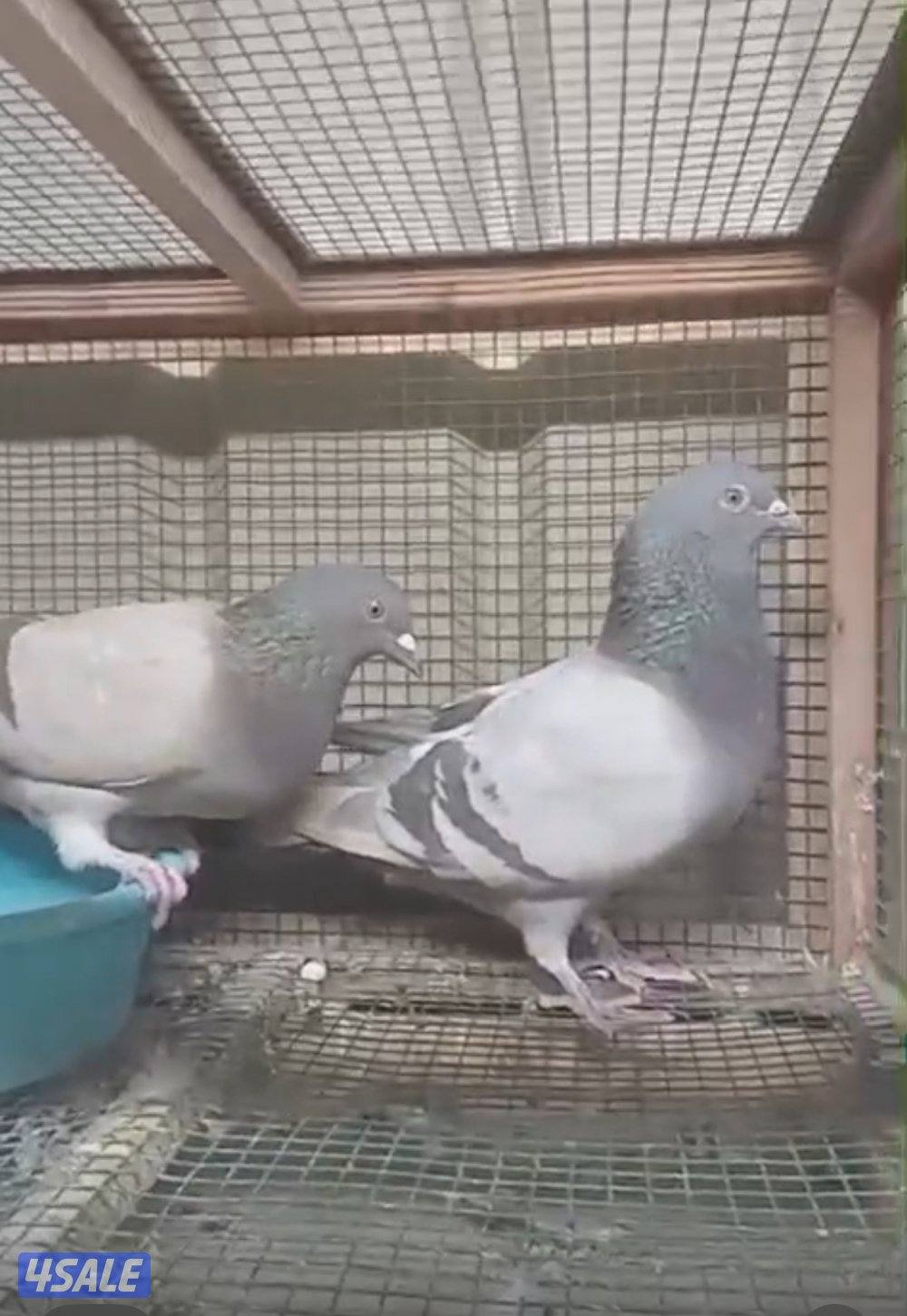 ازواج سلفر منتجه0