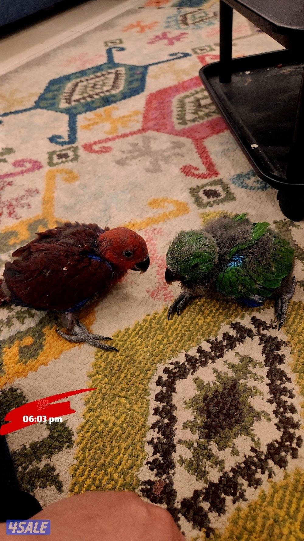 للبيع فروخ اكلكتوس0