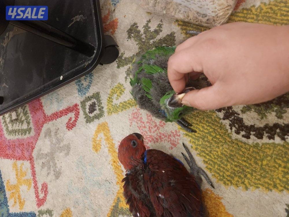 للبيع فروخ اكلكتوس1