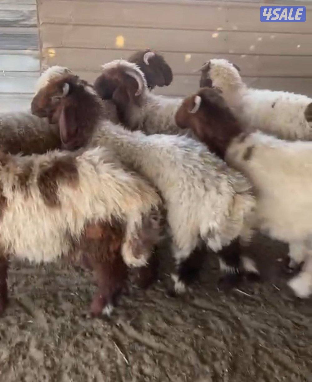 ذبائح الخير طليان طيبه انتاج حلالنا وعلف طيب1