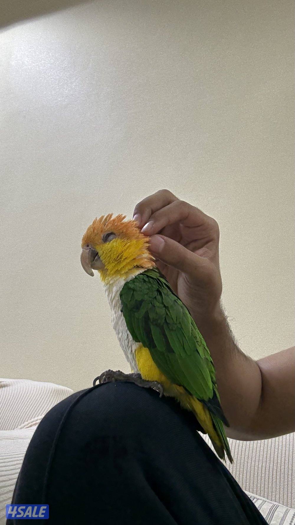 كايك وايت بيلي ذكر0