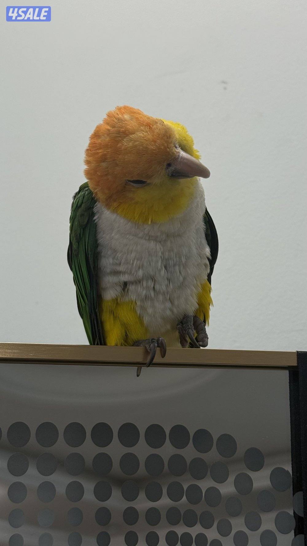 كايك وايت بيلي ذكر1