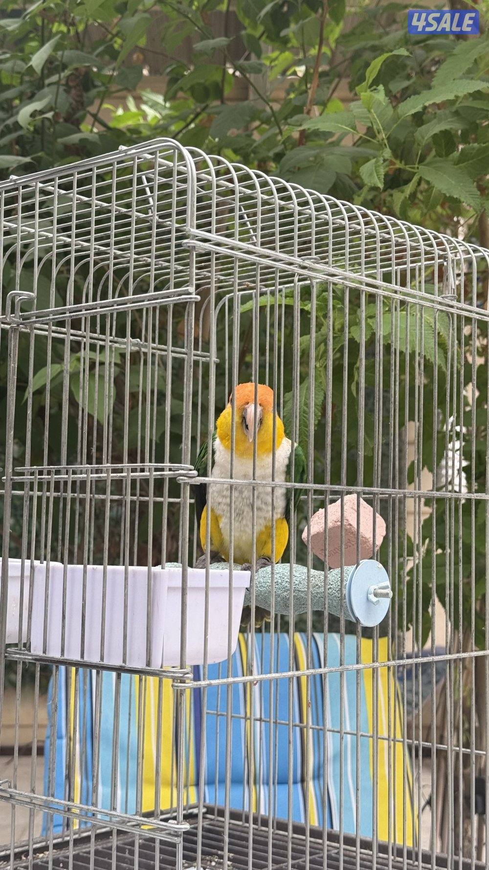 كايك وايت بيلي ذكر2