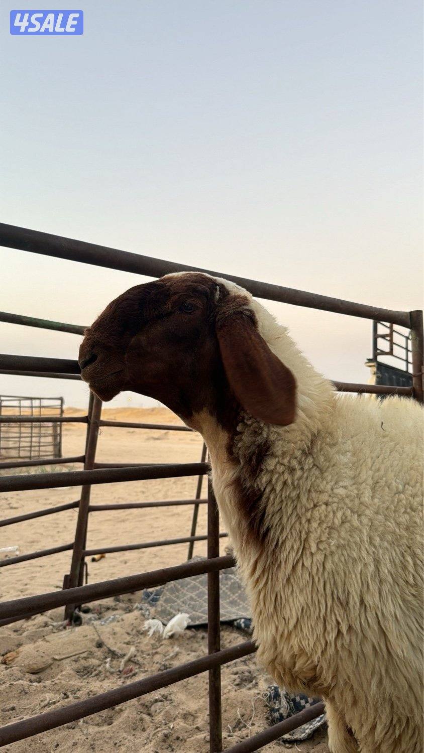 للبيع غنم0