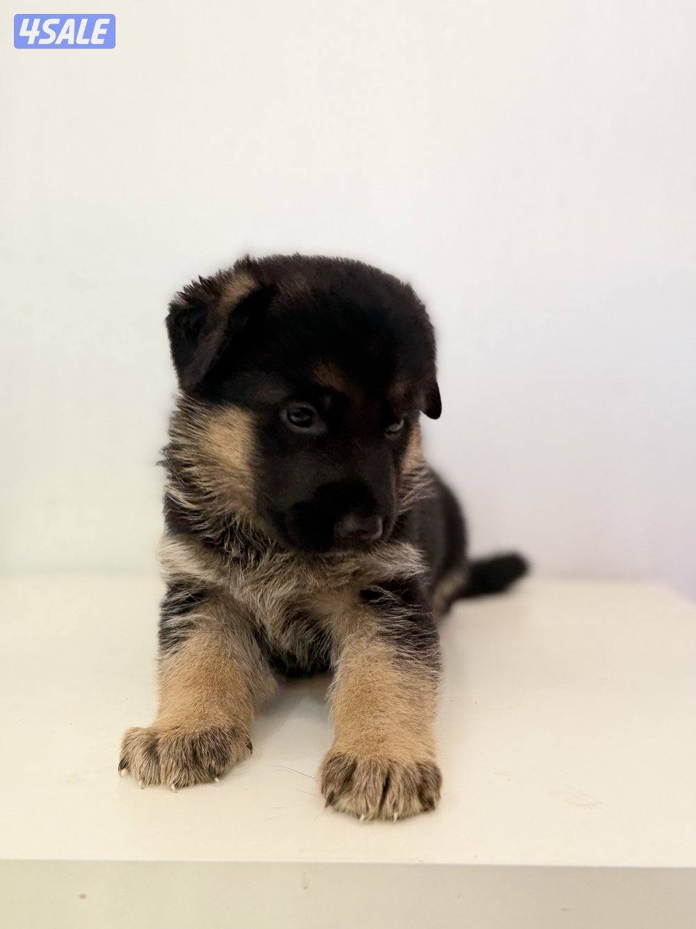 للبيع يرواوه جيرمن رشيبرد0