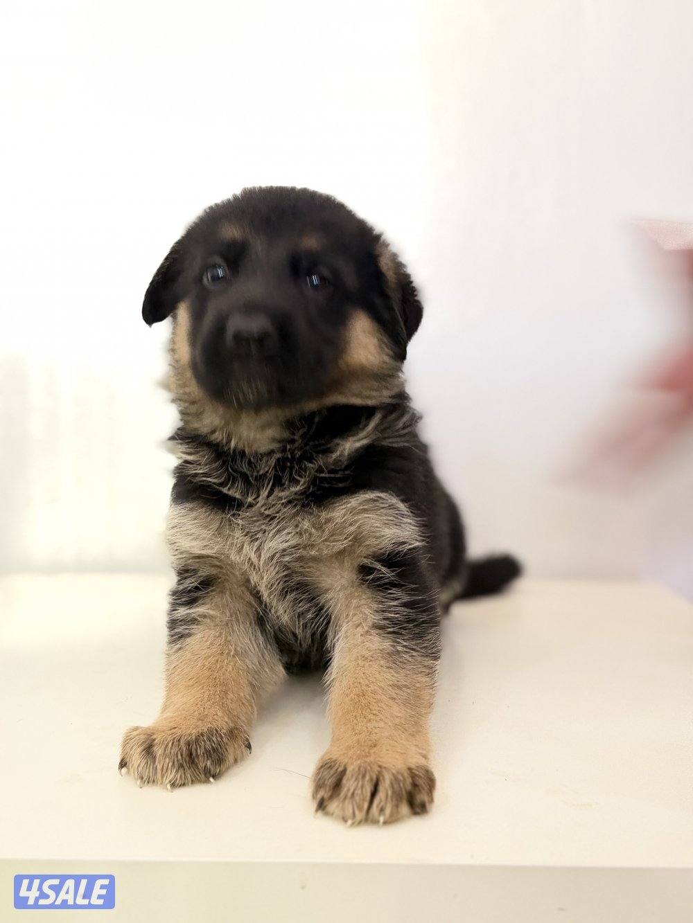 للبيع يرواوه جيرمن رشيبرد1