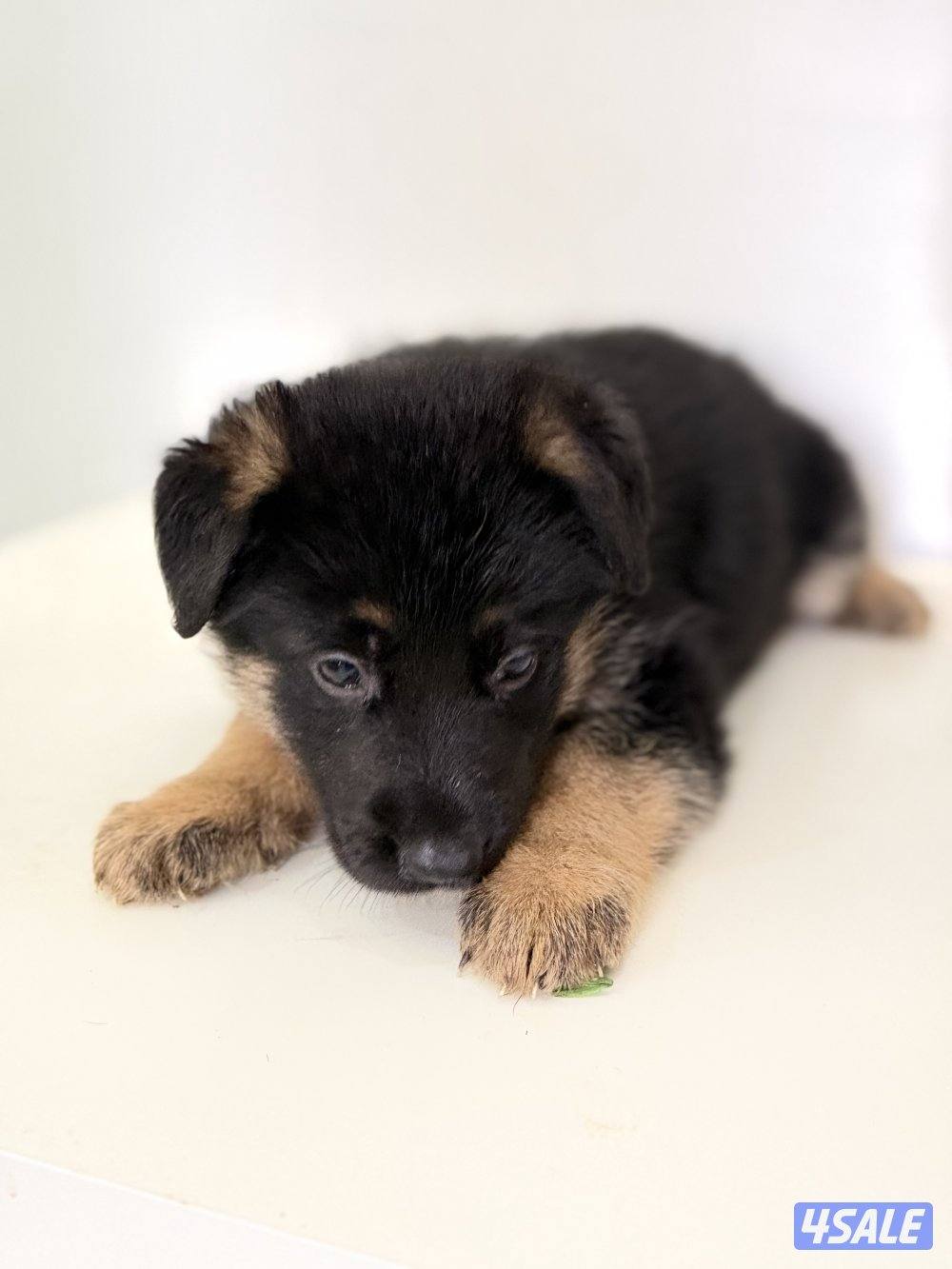 للبيع يرواوه جيرمن رشيبرد2