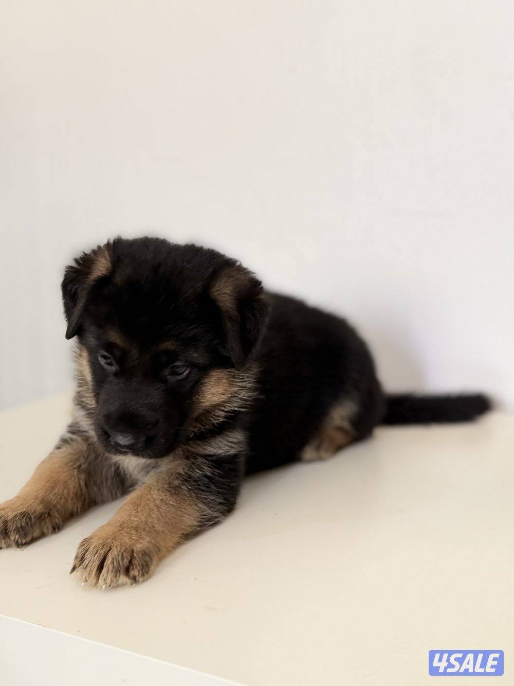 للبيع يرواوه جيرمن رشيبرد3