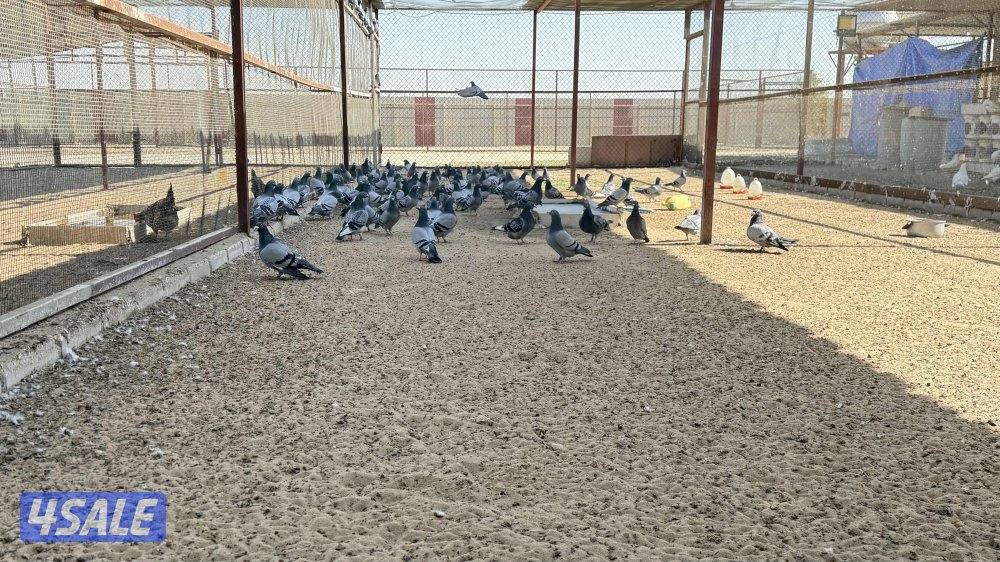 مزارع الوفرة طريق 7000