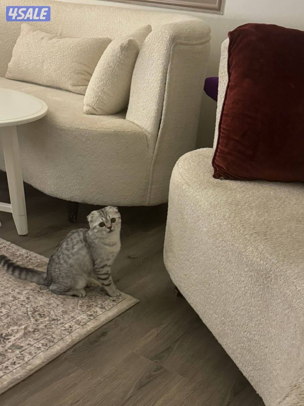 قطوه للبيع صغيره اليفه0