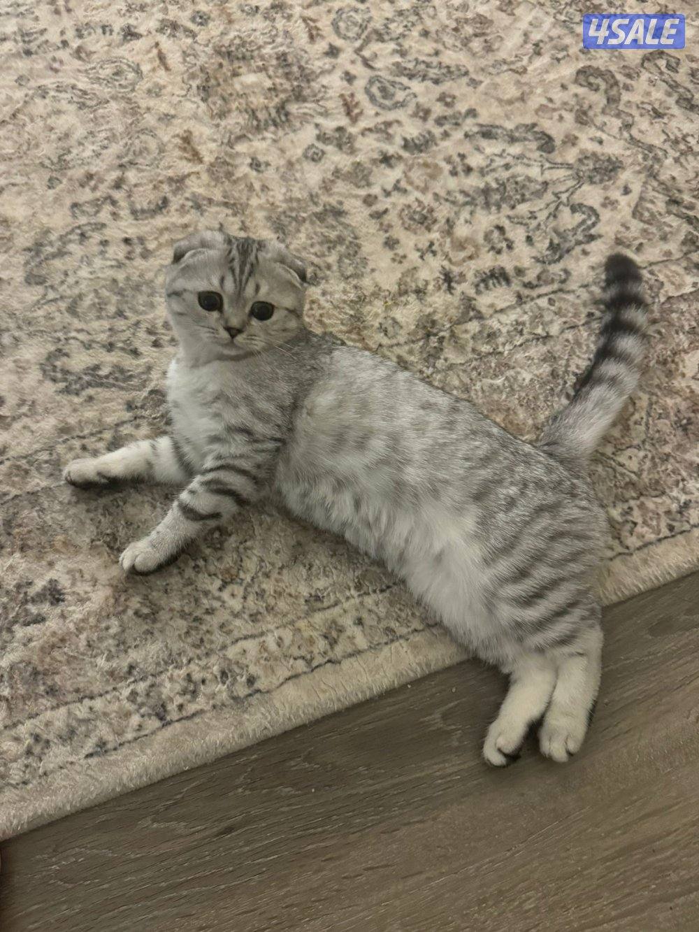 قطوه للبيع صغيره اليفه1