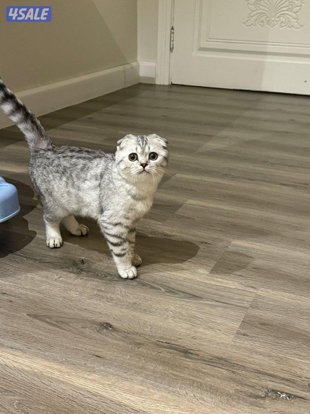 قطوه للبيع صغيره اليفه2