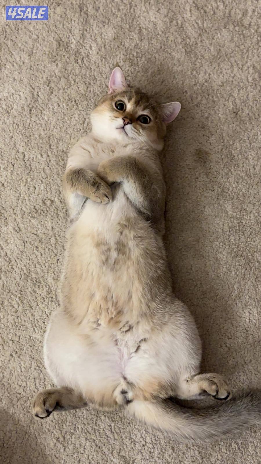 قطط سكوتش ستريت للبيع1