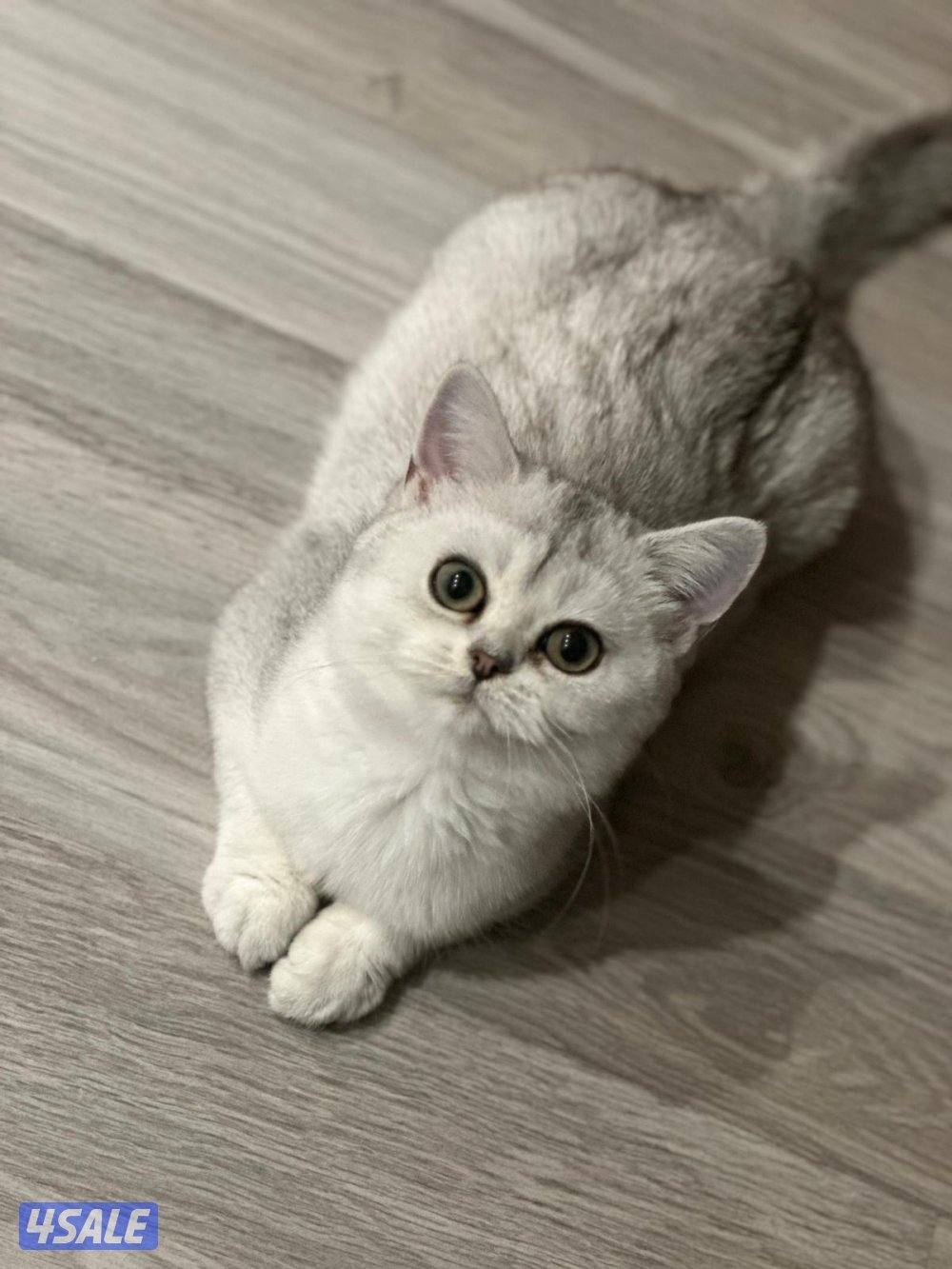 قطط سكوتش ستريت للبيع0