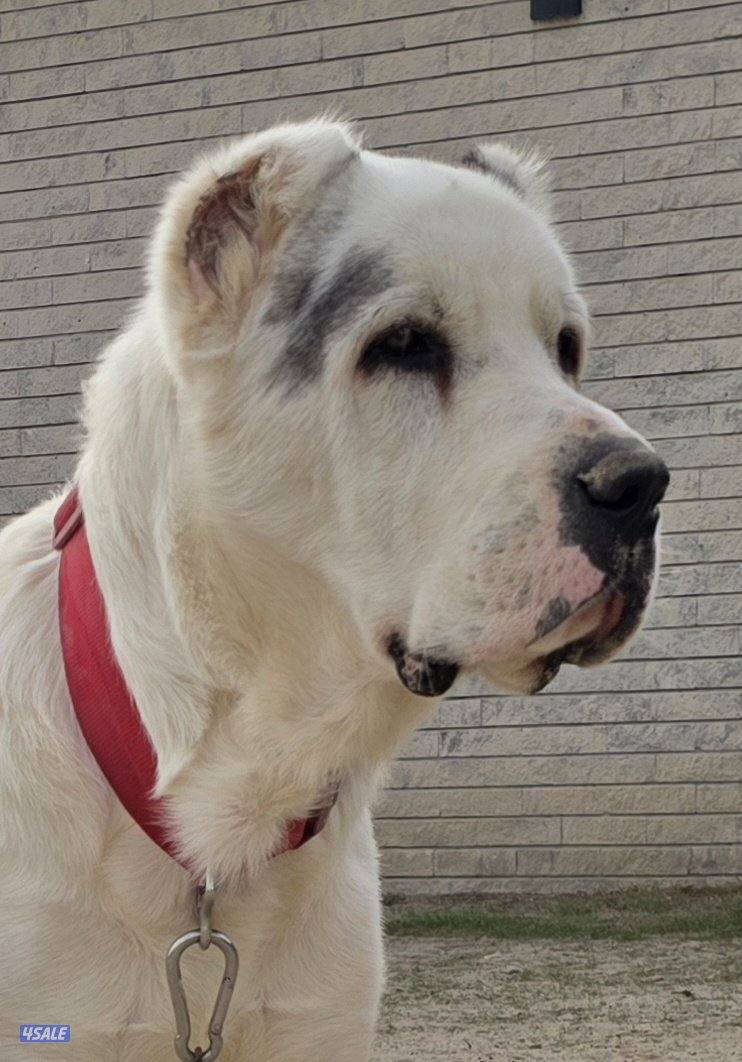 للبيع كلب الاباي ذكر العمر11شهر0