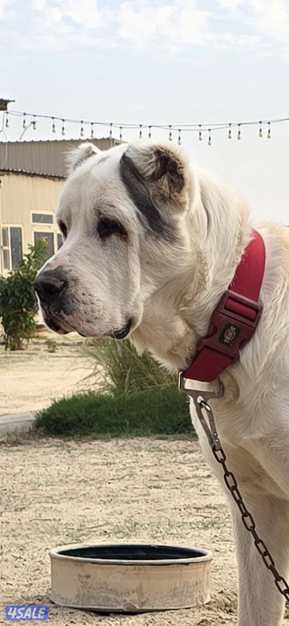 للبيع كلب الاباي ذكر العمر11شهر1