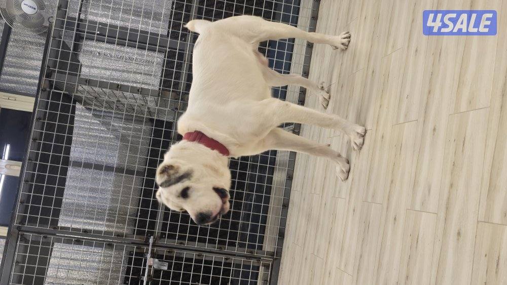 للبيع كلب الاباي ذكر العمر11شهر2