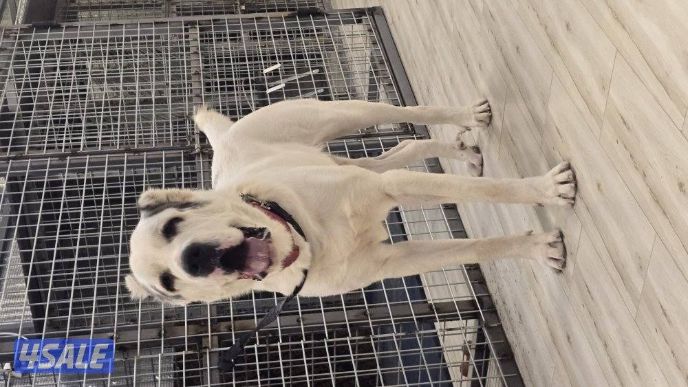 للبيع كلب الاباي ذكر العمر11شهر3