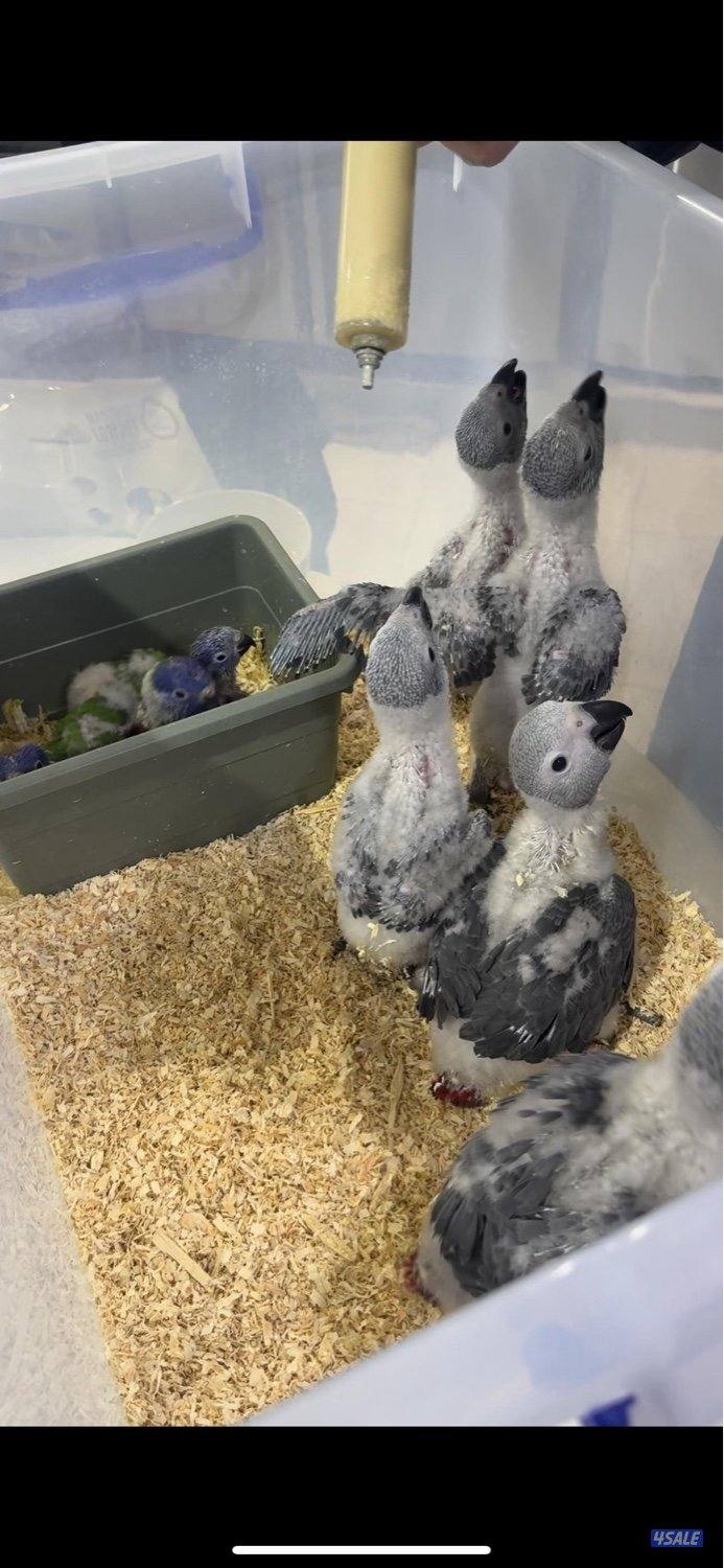 فروخ كاسكو انتاج الكويت0