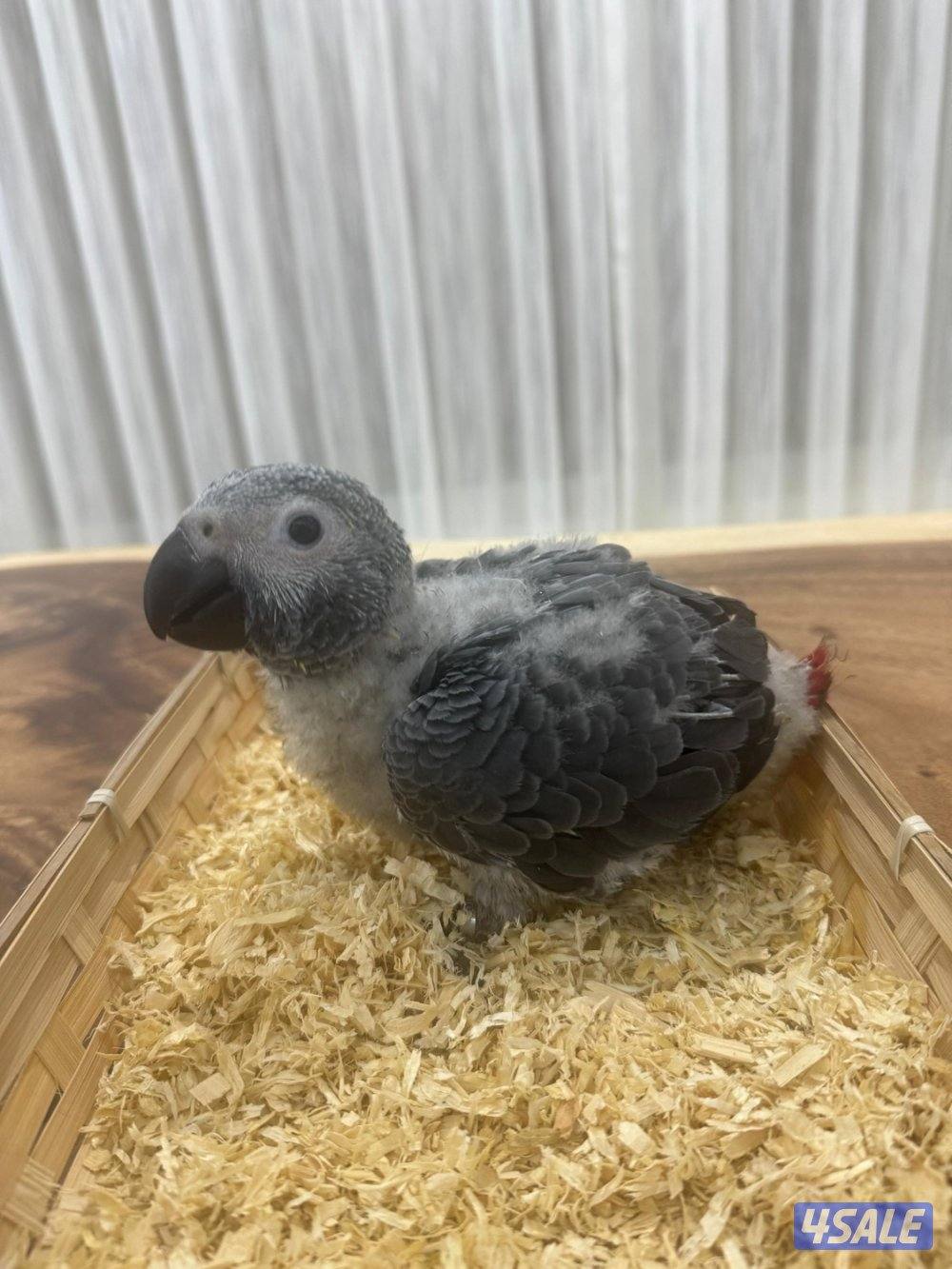 فروخ كاسكو انتاج الكويت1