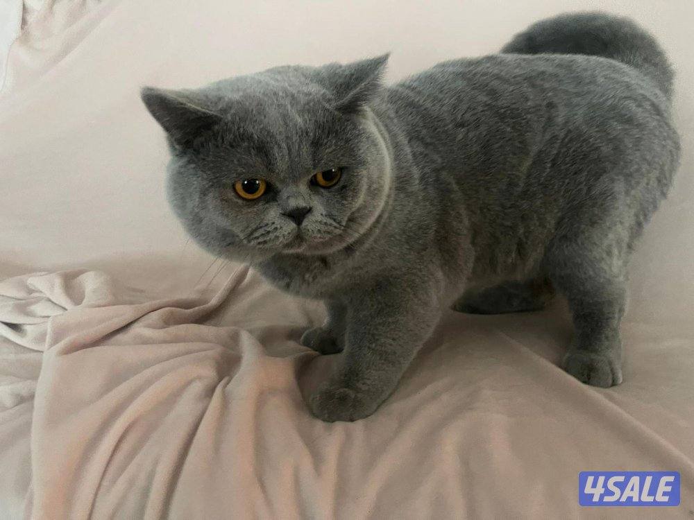 للتبني 2 قطط ( ذكر )0